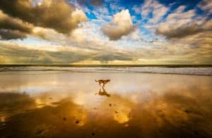 a dog running on a beach