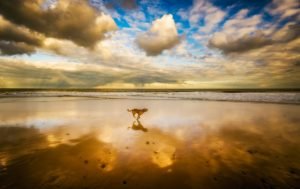 a dog running on a sunlit cloudy beach...