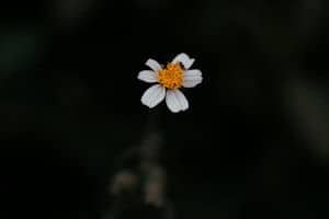 a picture of a tiny daisy with a post, 