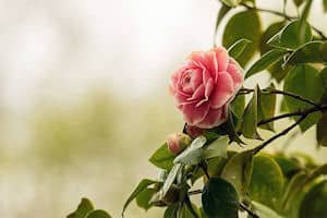 a pink rose...blog post, 