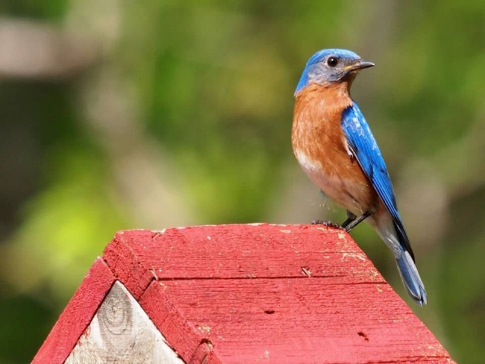 an eastern bluebird on a birdhouse...