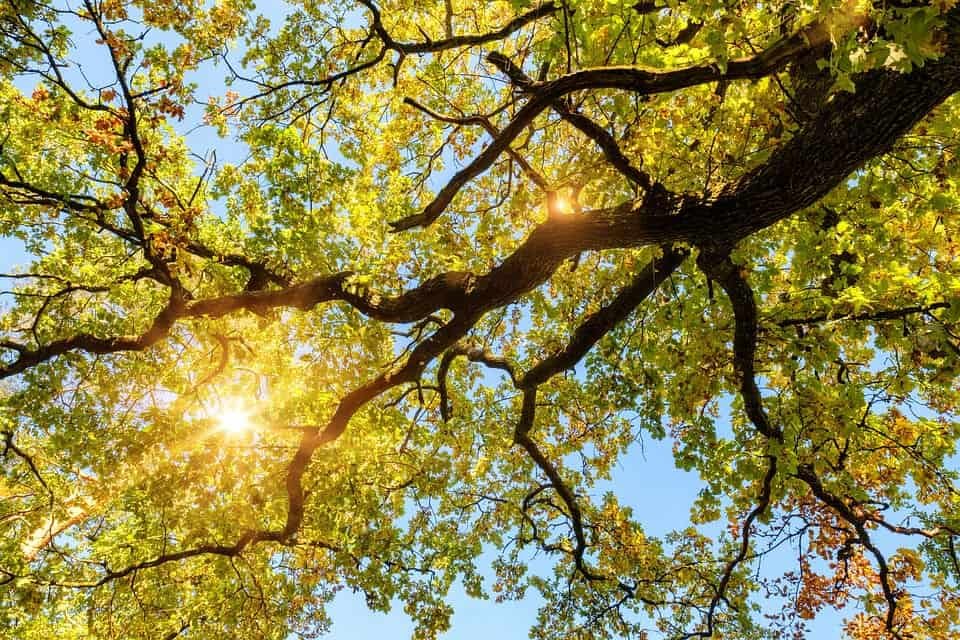 an oak tree's branches with sunlight...