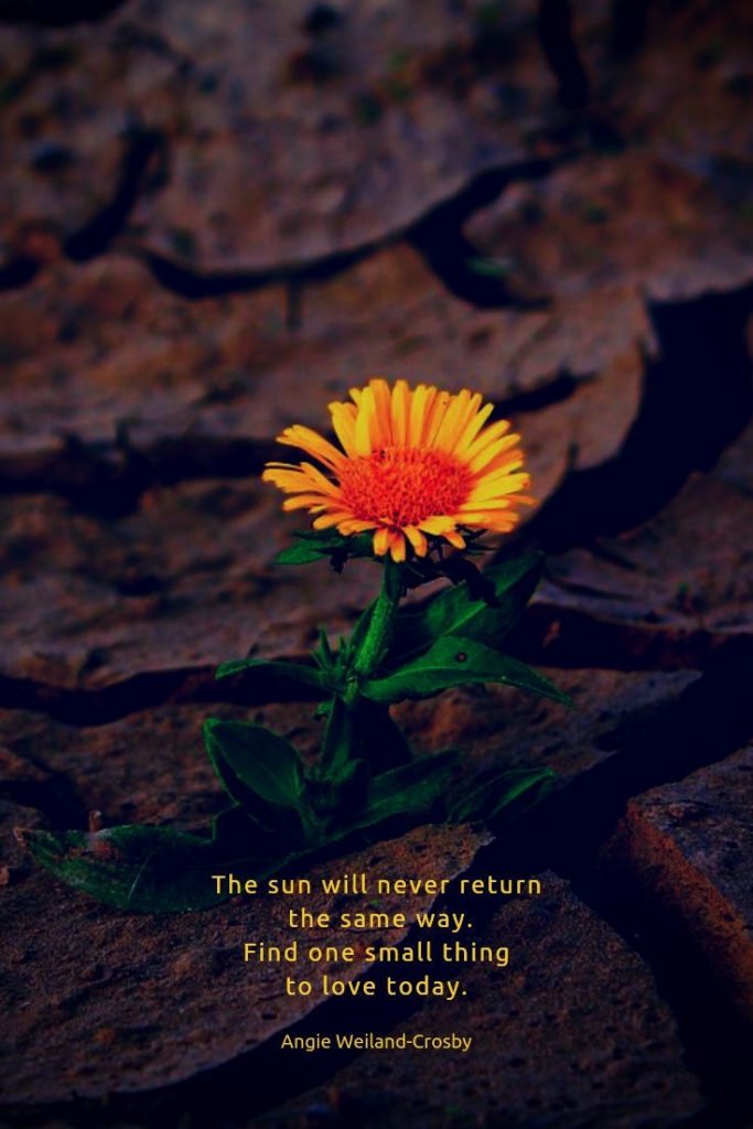 simple life quote | inspirational quote |  a picture of a yellow and orange flower..."The sun will never return the same way.  Find one small thing to love today."