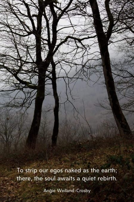 moody nature photography with fog and bare trees...