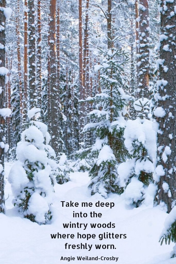 a winter forest with snow..."Take me deep into the wintry woods where hope glitters freshly worn."