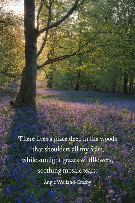 a sunlit forest with purple wildflowers...