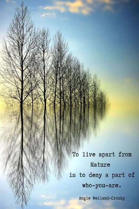 inspirational nature quote with trees and a sky's reflection...