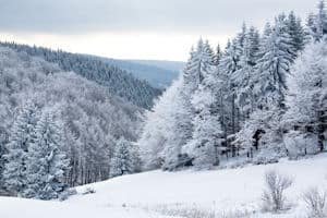 a winter forest...