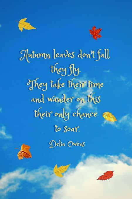 Delia Owens fall quote with a beautiful sky and falling leaves...