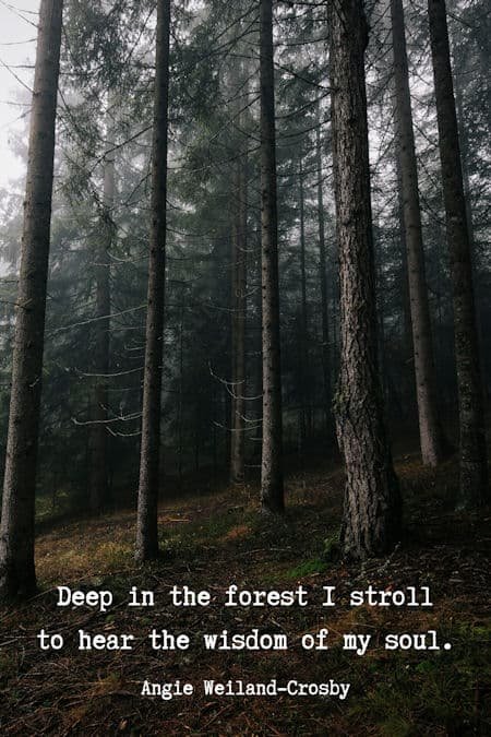 forest quote with nature photography of the woods by Eberhard Grossgasteiger...