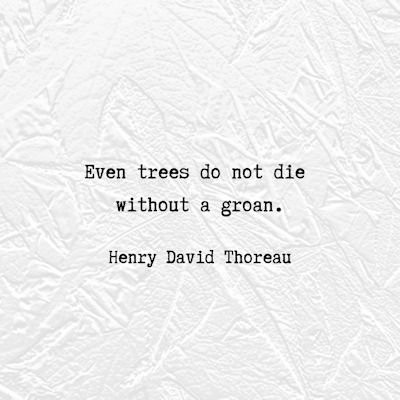 Henry David Thoreau quote about trees...