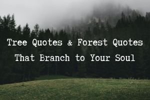 Tree Quotes & Forest Quotes that Branch to Your Soul