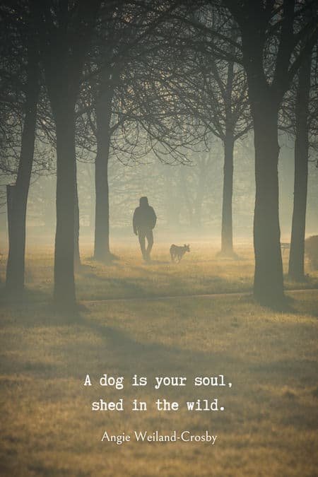 soulful dog quote with photography of a man with his dog...