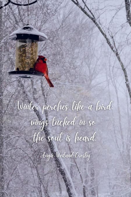winter quote with a cardinal in the snow...