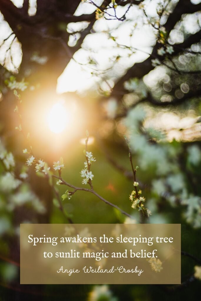 Spring Sunlit Tree by Josie Weiss